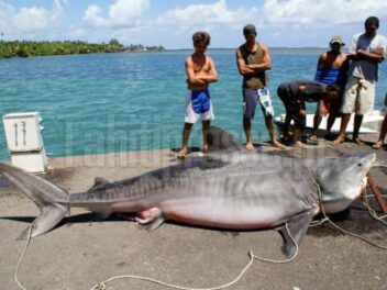 Un requin-tigre d’une tonne capturé à Teahupo’o : la mer garde ses mystères