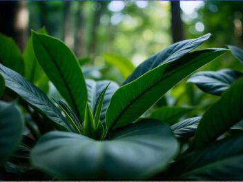 Le fléau vert : comment le Miconia s’attaque aux forêts de Tahiti et à sa culture