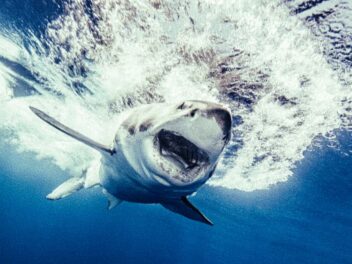 Morsure de requin à Moorea : le shark feeding relance le débat sur la sécurité lagonaire
