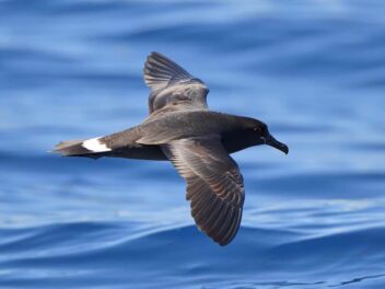 Le pétrel tempête retrouve Kamaka : une renaissance pour la biodiversité des Gambier