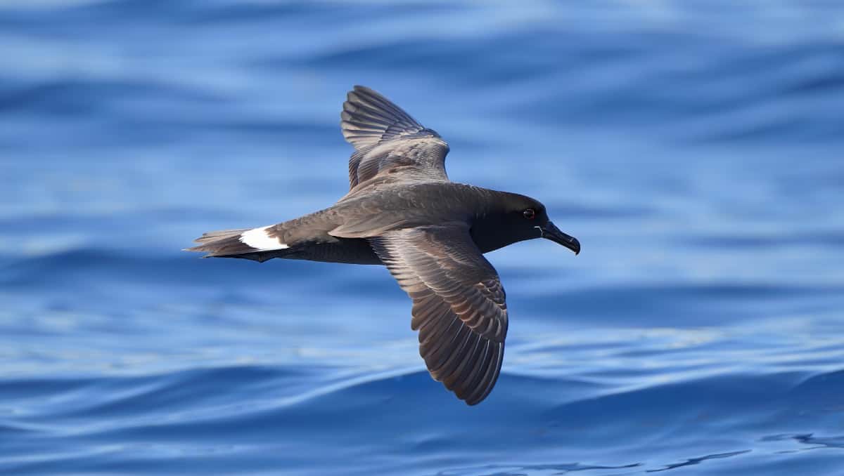 Le pétrel tempête retrouve Kamaka : une renaissance pour la biodiversité des Gambier