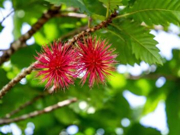 Le ramboutan de Tahiti, ce fruit chevelu de Papeari aux secrets incroyables