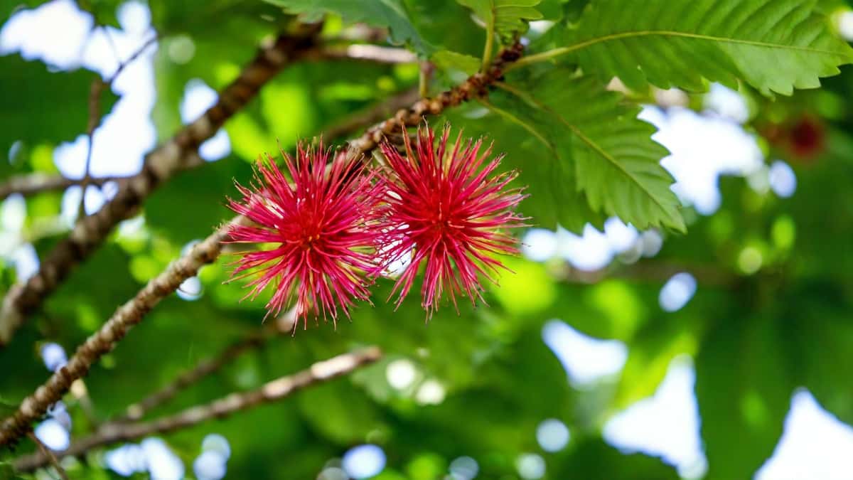 Le ramboutan de Tahiti, ce fruit chevelu de Papeari aux secrets incroyables