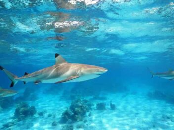 Les requins, prédateurs emblématiques du fenua