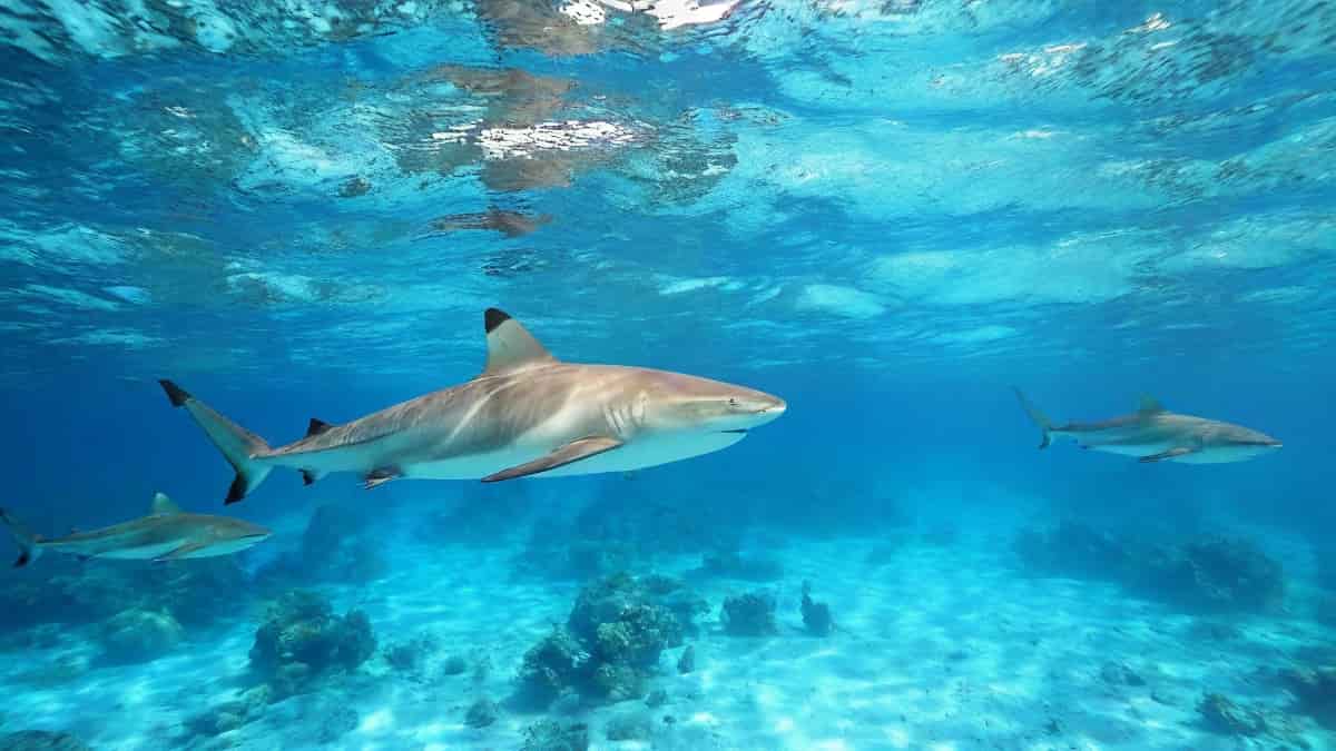Les requins, prédateurs emblématiques du fenua
