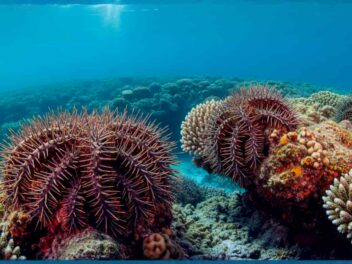 Moorea innove dans la lutte contre les taramea qui dévorent nos récifs