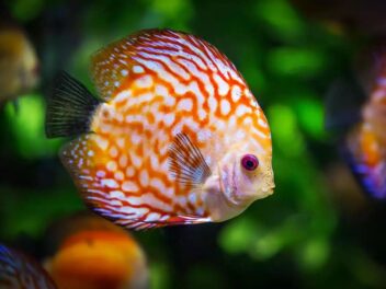 Les poissons emblématiques des récifs polynésiens