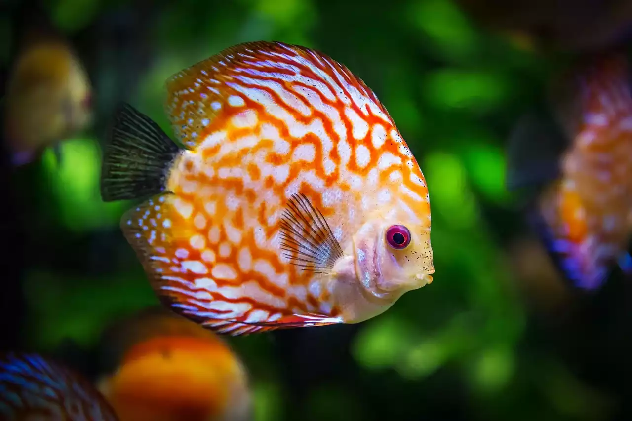 Les poissons emblématiques des récifs polynésiens