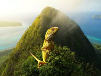 Le lézard jaune de Moorea : mythe fondateur et identité d’une île