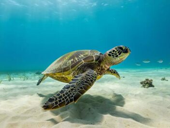 Les tortues marines, gardiennes des récifs polynésiens