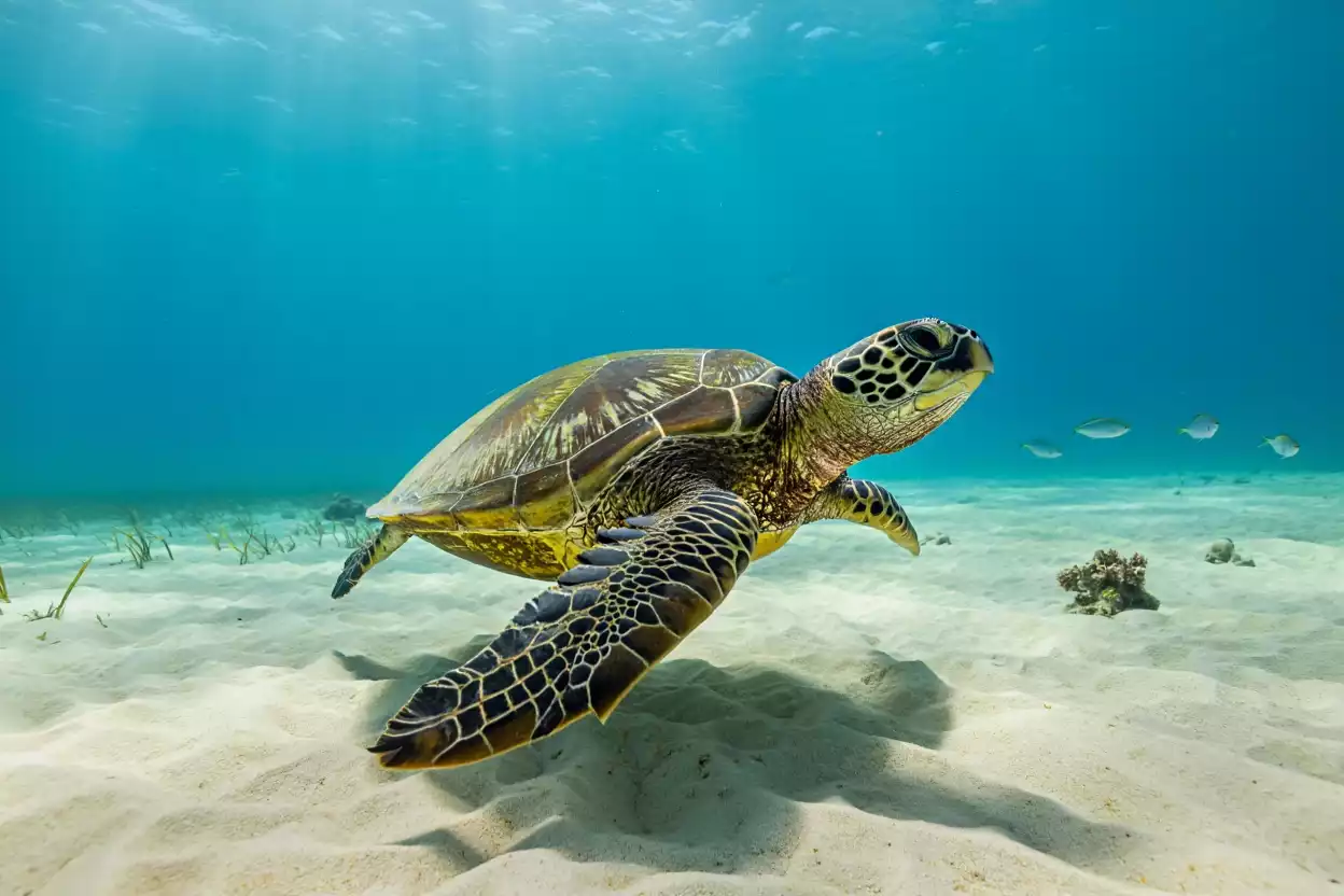 Les tortues marines, gardiennes des récifs polynésiens